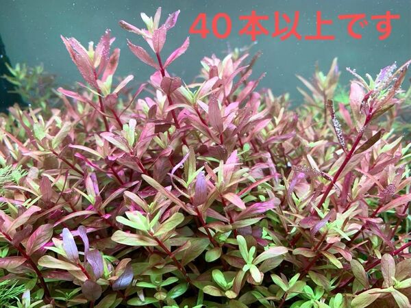◆水草◆ロタラ インディカ ほか◆40本以上*発送直前トリミング◆自家育成 無農薬◆ビギナーさんにも!