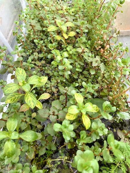 ◆おまかせ*水草*30本ほど◆水上葉*3種くらい◆ロタラやルドSレッドなどなど◆ビオトープ