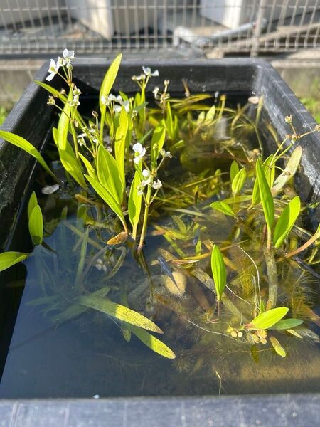 無農薬 ナガバオモダカ 3株