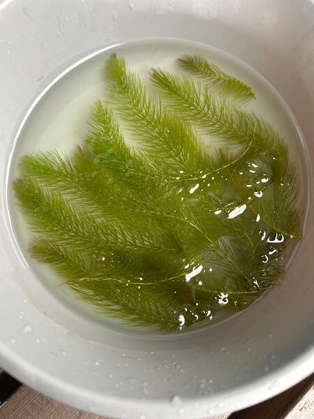 無農薬 水草 マツモ 10本