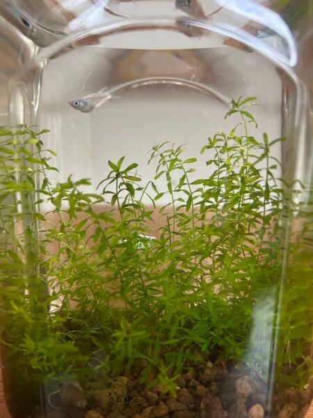 無農薬 水草 パールグラス 15本