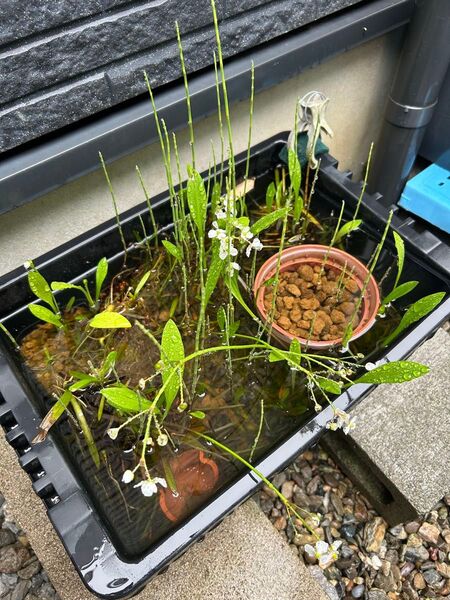 無農薬 水草 ナガバオモダカ 3株