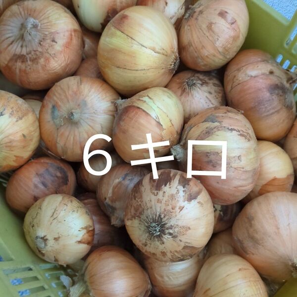 新玉ねぎ 浜松産 黄玉 6キロ