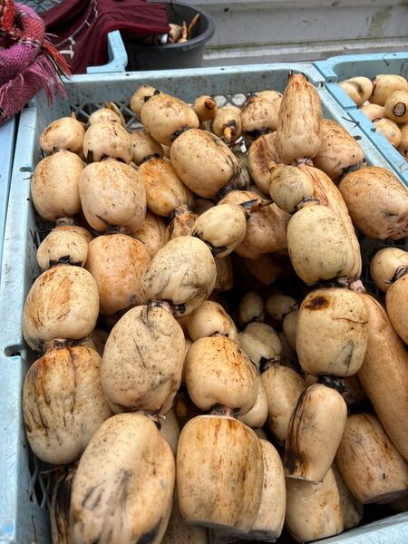 規格外A 4kg 送料込み