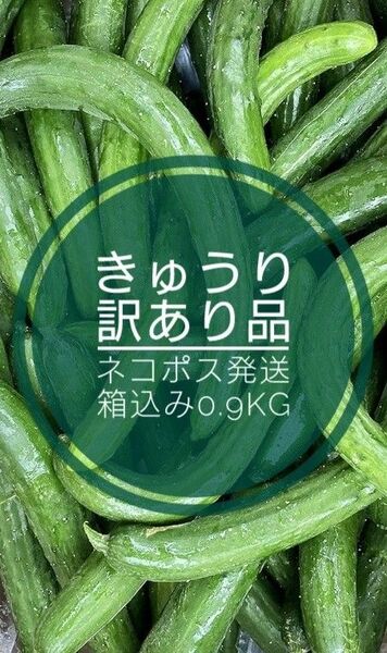 きゅうり 訳あり 規格外 ネコポス発送