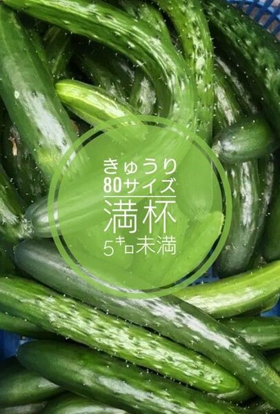 きゅうり 5㌔未満 訳あり 規格外品 宅急便発送