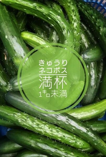 きゅうり 訳あり品 規格外品 ネコポス発送