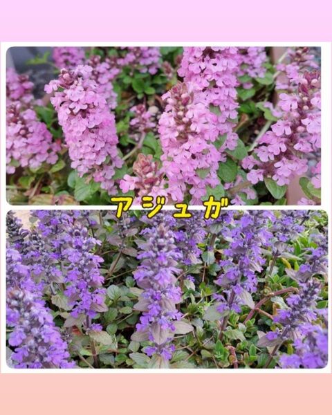 アジュガ 挿し穂 パープル ピンク