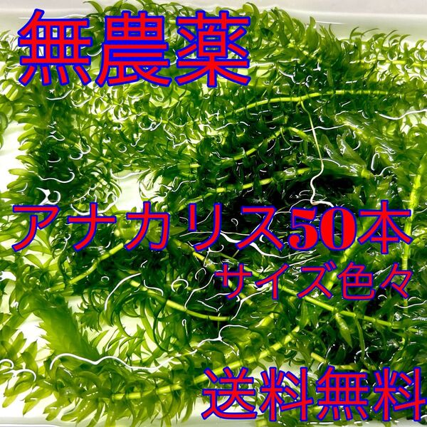 アナカリス 50本