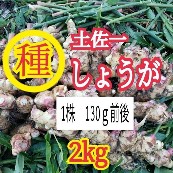 種用生姜 2㎏ 高知県産