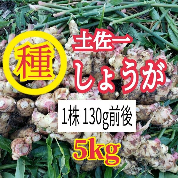 種用生姜 5㎏ 高知県産