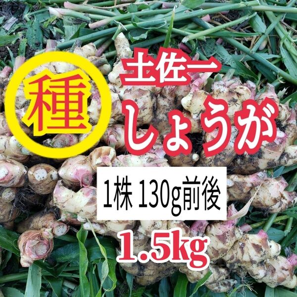 種用生姜 1.5㎏ 高知県産
