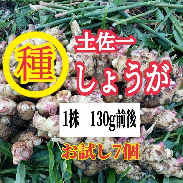 種用生姜 お試し7個 高知県産
