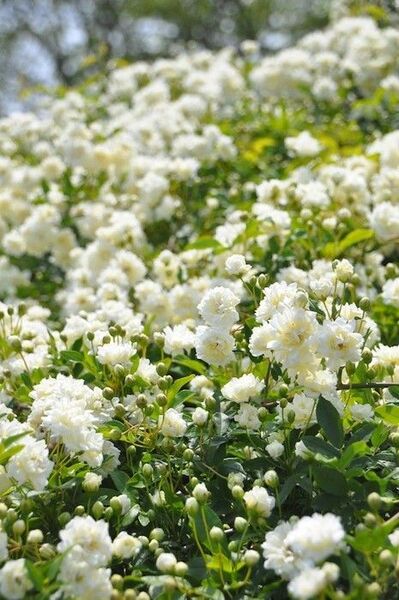 白モッコウバラ 挿し穂 30本