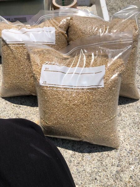 大分産令和六年10キロ夏ほのか玄米精米不可