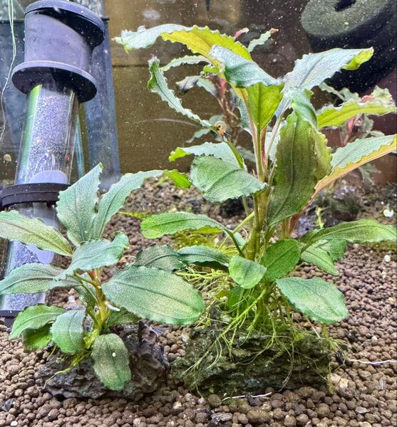 Bucephalandra.sp dark wavy 2株 完全水中葉 無農薬 ネコポス発送