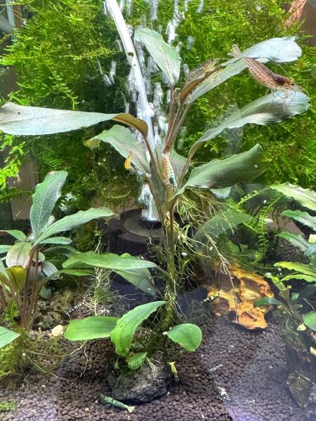 Bucephalandra.sp Super Blue 大株 完全水中葉 無農薬 ネコポス発送