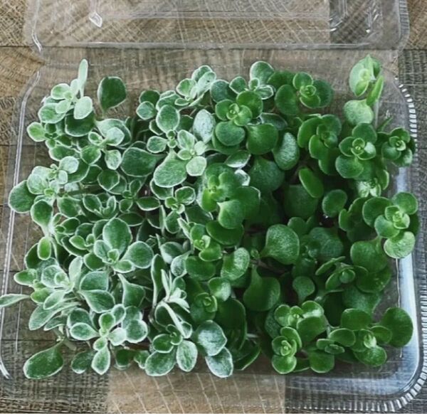 多肉植物 マルハマンネングサ 丸葉万年草 斑入り 2種 セダム