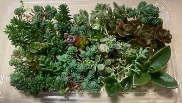 多肉植物 寄せ植え
