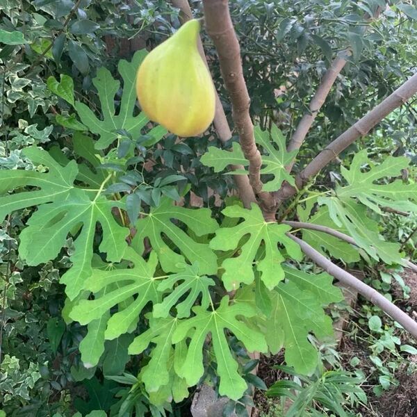 イチジク挿し木 5本