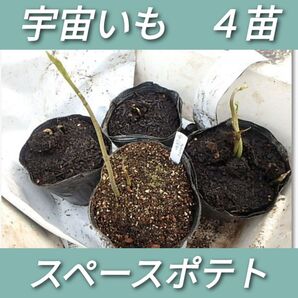 宇宙芋 4苗 種芋 スペースポテト 宇宙イモ エアーポテト