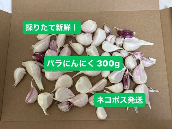 新鮮! 新ニンニク にんにく 嘉定種 約300g バラ ネコポス発送