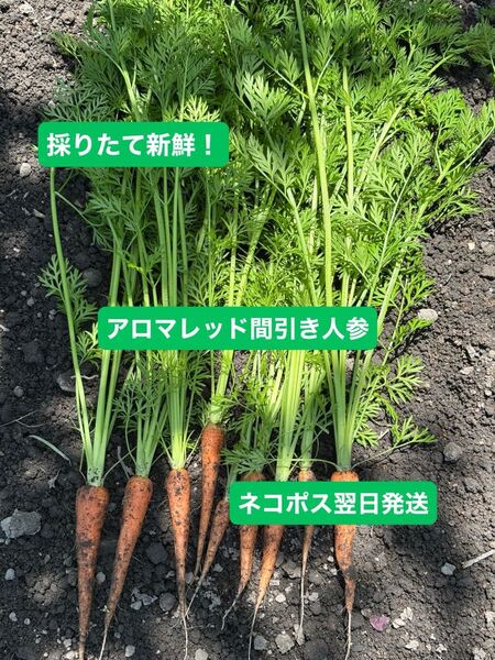 採りたて! アロマレッド 間引き人参 人参の葉 箱込み350g ネコポス翌日発送 ペット 餌 アロマレッド人参 にんじん