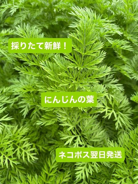 採りたて新鮮! 人参の葉 200グラム 人参数本おまけ付き ネコポス翌日発送 アロマレッド メロディーライン