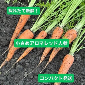 採りたて新鮮! アロマレッド人参 SSサイズ 12本前後 800g 人参の葉 宅急便コンパクト発送 フルーツ人参