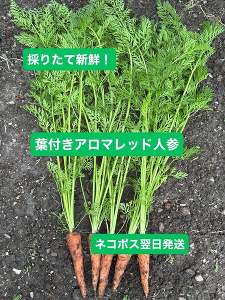 採りたて! アロマレッド 間引き人参 人参の葉 箱込み350g ネコポス翌日発送 ペット 餌 にんじん 葉付き人参 ネコポス発送