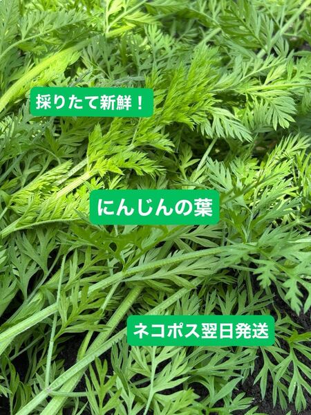 採りたて新鮮! 人参の葉 200グラム 人参数本おまけ付き ネコポス翌日発送 アロマレッド メロディーライン