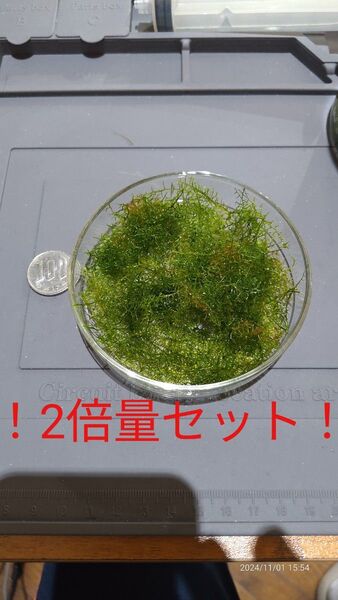 プレミアムモス 無農薬 CO2無添加