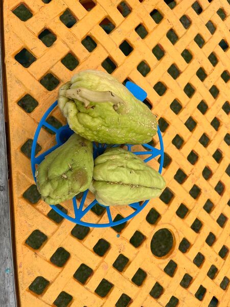 まだ間に合う!育てやすいハヤトウリ(千成瓜)種用3個セット
