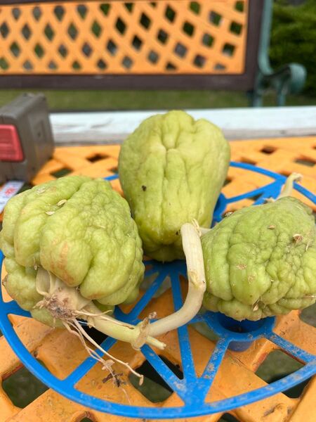 まだ間に合う!育てやすいハヤトウリ(千成瓜)種用3個セット