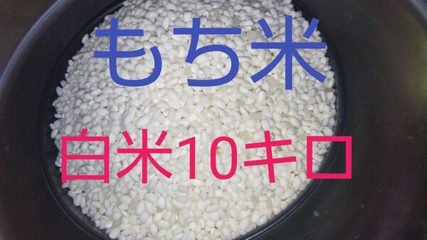 もち米白米10キロ(徳島県産)令和6年産