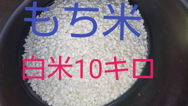 もち米白米10キロ(徳島県産)令和6年産