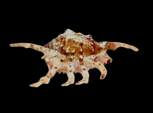 クモガイ サソリガイ 沖縄 貝殻 シ-グラスア-ト サンゴ タカラガイ