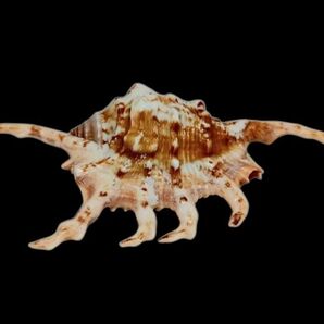 クモガイ サソリガイ 沖縄 貝殻 シ-グラスア-ト サンゴ タカラガイ