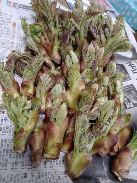 たらの芽 タラの芽 岩手県産200グラム +α