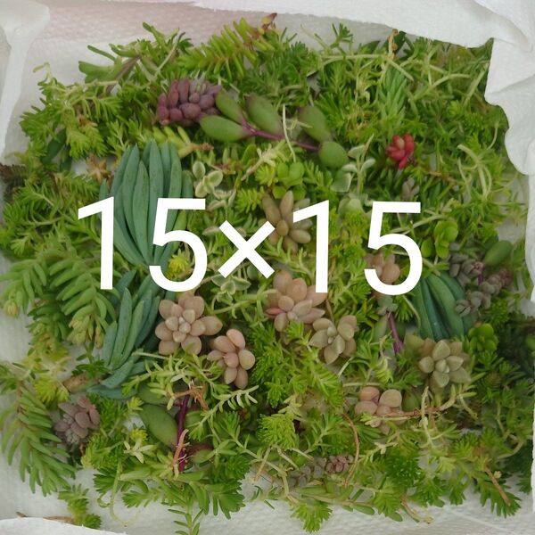 ほぼ送料 多肉植物 カット苗 詰め合わせ セット販売 2