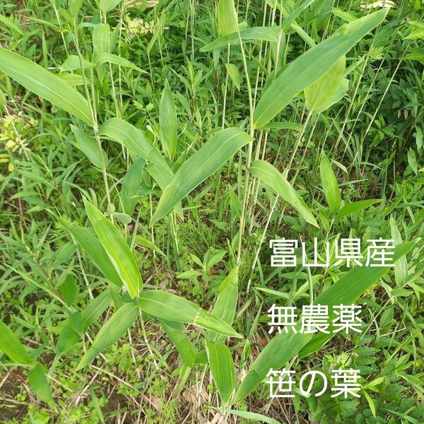 無農薬 笹の葉 小動物 おやつ えさ