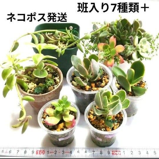 班入り7種類+カット苗寄植え他