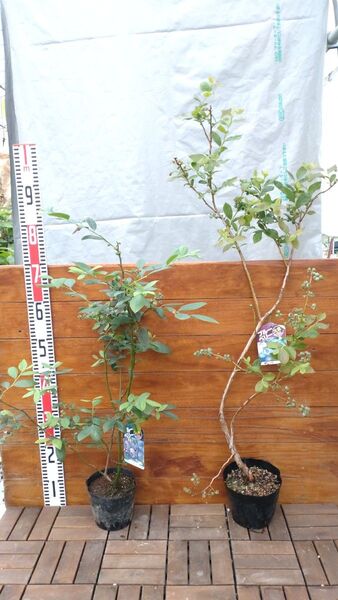 【実付き】ブルーベリー 2品種セット ミスティ+デューク