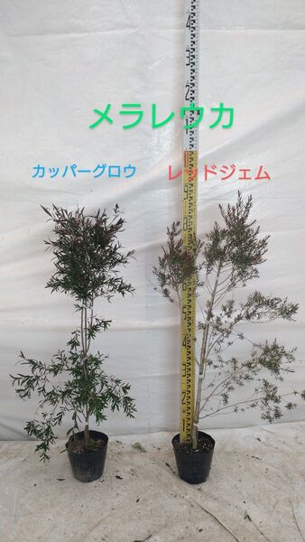 【2品種セット】メラレウカ レッドジェム+カッパーグロウ 80cm/15cmポット