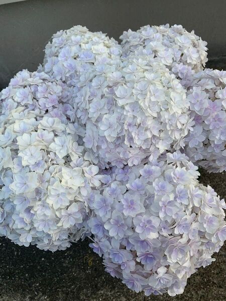 アジサイ 紫陽花