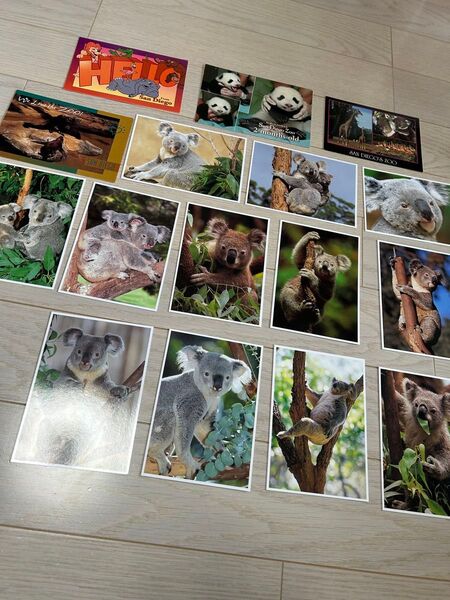 サンディエゴ動物園コアラ多めポストカード まとめ売り 16枚セット | San Diego Zoo, mostly koalas