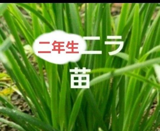 二年生 ニラ苗 10本 追肥肥料おまけ付き プラター栽培