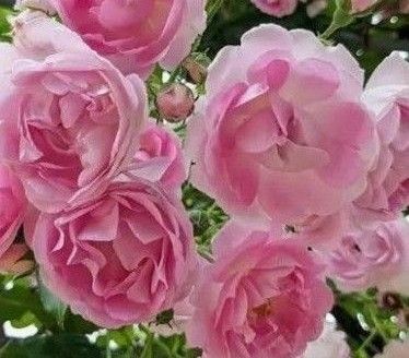 バラ苗 ツル ピンク(5月末までお花の種プレゼント)