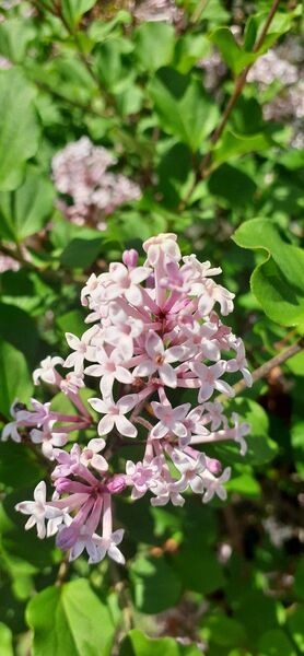 姫ライラック 差し穂7本