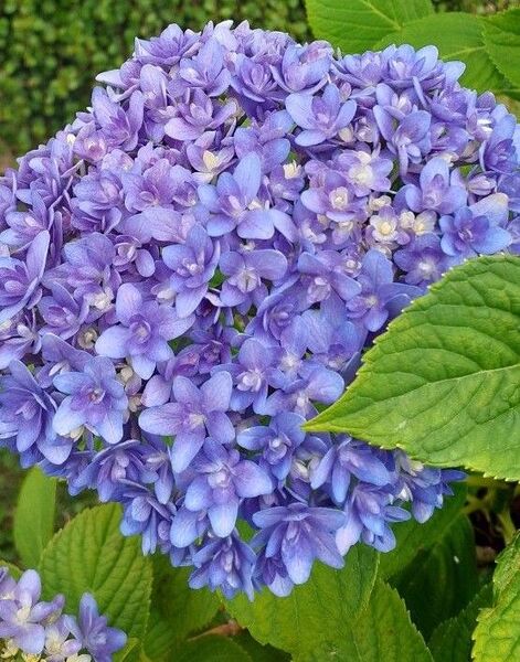 アジサイ苗 青(お花の種プレゼント)